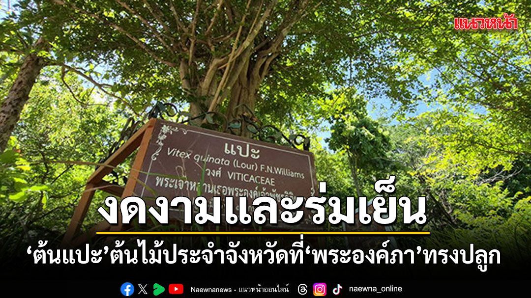 เผยภาพ ต้นแปะ ต้นไม้ทรงปลูกของ พระองค์ภา ผ่านไป 13 ปี วันนี้เติบใหญ่งดงามและร่มเย็น