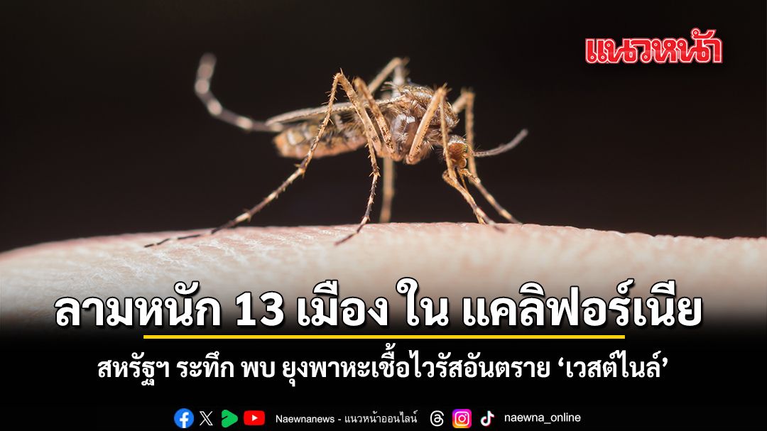 สหรัฐฯ ระทึก พบ ยุงพาหะเชื้อไวรัสอันตราย เวสต์ไนล์ ลามหนัก 13 เมือง ใน แคลิฟอร์เนีย