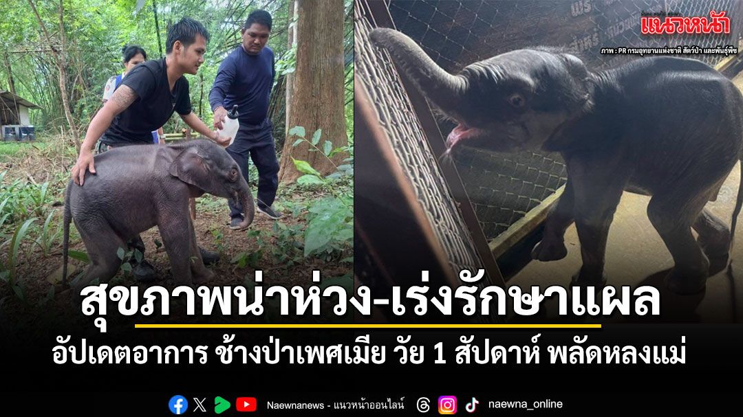 อัปเดตอาการ ช้างป่าเพศเมีย พลัดหลงแม่กลางป่าไทรโยค สุขภาพน่าห่วง-เร่งรักษาแผล