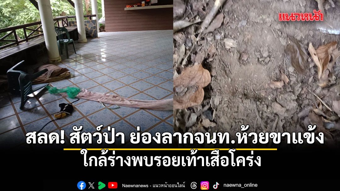 สลด! สัตว์ป่า ย่องลากจนท.ห้วยขาแข้ง ดับ ใกล้ร่างพบรอยเท้าเสือโคร่ง