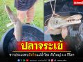 \'ปลาจระเข้\' ชาวประมงพบติดไซแม่น้ำโขง ตัวใหญ่4.4กิโลฯ
