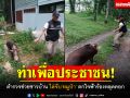 ทำเพื่อประชาชน! ตำรวจไล่จับ\'หมูป่า\' ตกใจฟ้าร้องวิ่งชนรถชาวบ้าน