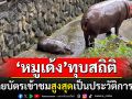 \'หมูเด้ง\'เขาเขียว ทุบสถิติขายบัตรเข้าชม สูงสุดเป็นประวัติการณ์