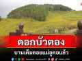 \'ดอกบัวตอง\'บนดอยแม่อูคอบานแล้ว 80 เปอร์เซ็นต์พร้อมรับนักท่องเที่ยว