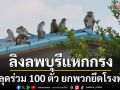 ชาวบ้านแตกตื่น!! ลิงลพบุรีพากันแหกกรงเกือบ 100 ตัว บุกยึดโรงพัก-หลังคาบ้านพรึ่บ