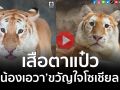 (คลิป) นี่มันแมวชัดๆ! \'น้องเอวา\' เสือตาแป๋วขวัญใจชาวโซเชียล