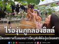 \'ไร่องุ่นภูกลองฮิลล์\'เมืองพะยาเปิดไร่รับลมหนาว \'บุฟเฟ่ต์องุ่นสด กินจุแบบไม่อั้น\'