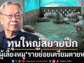 เรื่องหมูที่ไม่หมู! ทุนใหญ่สยายปีกยึดธุรกิจ ‘เกษตรกรรายย่อย’เตรียมตายหมู่