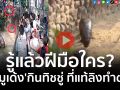 (คลิป) รู้แล้วฝีมือใคร? \'หมูเด้ง\'กินทิชชู่ ที่แท้ลิงทำตก