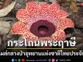 พบ \'กระโถนพระฤาษี\' ในป่าอุทยานแห่งชาติไทยประจัน ราชบุรี