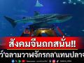 ดรามาที่เมืองจีน! พิพิธภัณฑ์สัตว์น้ำใช้\'หุ่นยนต์ฉลามวาฬ\'โชว์นักท่องเที่ยวแทนของจริง