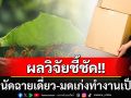 ผลวิจัยพบ‘คน’ถนัดฉายเดี่ยว ส่วน‘มด’ทำงานเป็นทีมเก่งกว่า