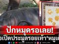 ปักหมุดรอเลย! เปิดประมูลรอยเท้า ‘หมูเด้ง’ มีชิ้นเดียวในโลก