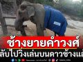 แจ้งข่าวเศร้า! \'ช้างยายคำวงศ์\' กลับไปวิ่งเล่นบนดาวช้างแล้ว