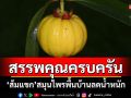 สรรพคุณครบครัน! ‘ส้มแขก’สมุนไพรพื้นบ้านลดน้ำหนัก