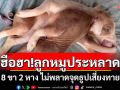 ฮือฮา!ลูกหมูประหลาด 8 ขา 2 หาง ไม่พลาดจุดธูปเสี่ยงทาย