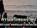 ความหวังใหม่ของเจ้าตูบ! นักวิจัย‘อิสราเอล’ทดสอบแนวทางรักษาโรคไตเรื้อรังในสุนัข