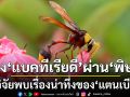 น่าทึ่ง! นักวิจัยพบ\'แตนเบียน\'ส่งต่อแบคทีเรียมีประโยชน์ให้ลูกผ่าน\'พิษ\'