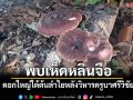 ฮือฮา!! พบเห็ดหลินจือแดงดอกใหญ่เท่าหน้าคนใต้ต้นลำไยหลัง\'วิหารครูบาศรีวิชัย\'
