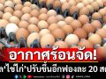 อากาศร้อนจัด! ส่งผล\'ไข่ไก่\' ปรับขึ้นอีกฟองละ 20 สตางค์​ มีผล 28 เม.ย.นี้