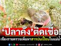 เชียงรายตรวจสารปนเปื้อน ปากแม่น้ำกก-แม่น้ำคำ พบ\'ปลาคัง\'มีการติดเชื้อ