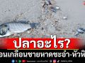 ปลาอะไร? นอนเกลื่อนชายหาดชะอำ-หัวหิน \'หมอแล็บฯ\'บอกปลาหมอคางดำรึเปล่าเนี่ย???