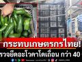 กระทบเกษตรกรไทย! ตรวจยึดอะโวคาโดเถื่อน ลอบนำเข้าไทยกว่า 40 ตัน มูลค่า 3.6 ล้านบาท