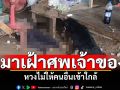 สุนัขเฝ้าศพ! หนุ่มใหญ่นอนขึ้นอืด \'เจ้าอ้วน\'หวงเจ้าของไม่ให้คนอื่นเข้าใกล้