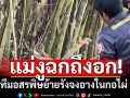 ย้ายรังจงอางในกอไผ่! แม่งูดุมาก ฉกสูงเกือบถึงหน้าอก