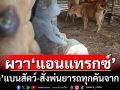 ‘ลาว’ผวา‘แอนแทรกซ์’ลามข้ามแดน! ห้ามนำเข้าสัตว์-สั่งพ่นยาฆ่าเชื้อยานพาหนะจาก‘ไทย’