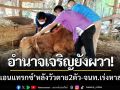 อำนาจเจริญยังผวา! ‘โรคแอนแทรกซ์’ หลังพบวัวตาย-ร้านอาหารอีสานเงียบเหงา