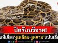 \'สวนงูสถานเสาวภา\'ประกาศงดรับบริจาค\'งูเหลือม-งูหลาม\' หลังพื้นที่เลี้ยงแน่นเอี้ยด