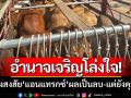 ชาวอำนาจเจริญโล่งใจ! ผู้ต้องสงสัย‘โรคแอนแทรกซ์’ผลเป็นลบ-แต่ยังตรวจเข้มชายแดน