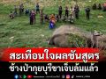 เศร้า! ช้างป่ากุยบุรีขาเจ็บล้มแล้ว สะเทือนใจผลชันสูตร