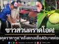 มังคุดราคารูด! ‘ชาวสวนโอดราคาต่ำ’ วอนช่วยหลังราคาตก 40 บาทต่อกก.