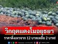 พันตันวิกฤต! แตงโมอยุธยาราคาต่ำสุดในรอบปี เกษตรกรขาดทุนยับ