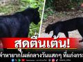สุดตื่นเต้น! เสือดำหายากโผล่กลางวันแสกๆ ที่แก่งกระจาน