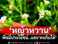 ‘หญ้าหวาน’พืชนี้มีประโยชน์..และ‘คนกินได้’