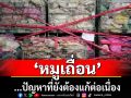 แนวหน้าวิเคราะห์ : ‘หมูเถื่อน’...ปัญหาที่ยังต้องแก้ต่อเนื่อง