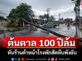 พายุฝนถล่มซัดต้นตาล 100 ปีหักโค่นล้มพาดสายไฟ-ร้านค้าหน้าโรงพักสัตหีบพังยับ