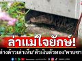 ล่าแม่ใจยักษ์! ชายต่างด้าวเล่าเห็นกับตา \'ตัวเงินตัวเงิน\'ลากซากทารกมากิน