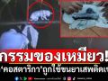 กรรมของเหมียว! เครือข่ายอาชญากรรม‘คอสตาริกา’ใช้‘แมว’ลอบนำยาเสพติดเข้าเรือนจำ