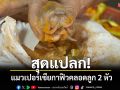 สุดแปลก! แมวเปอร์เซียกาฟิว คลอดลูก 2 หัว แต่น่าเสียดายน้องตายแล้ว
