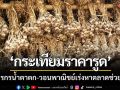 เกษตรกรน้ำตาตก! ‘กระเทียมราคารูด’ วอนพาณิชย์เร่งหาตลาดช่วยเหลือ