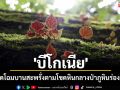บีโกเนียบานแล้ว! ภูหินร่องกล้าชวนสัมผัสความงามดอกไม้ป่าหน้าฝน ชุ่มฉ่ำท่ามกลางไอหมอก