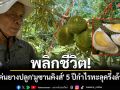 เกษตรกรตรังโค่นยางปลูก \'ทุเรียนมูซานคิงส์\' 4 ไร่ 5 ปีเก็บขาย สร้างยอดวันละหมื่น!