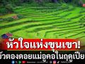 ม่านฝนสายหมอกและหัวใจแห่งขุนเขา #ทุ่งบัวตองดอยแม่อูคอในฤดูเปียกฝน