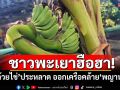 ชาวพะเยาฮือฮา! \'กล้วยไข่\'ประหลาด ออกเครือคล้าย\'พญานาค\'
