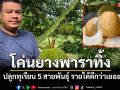 เกษตรกรตรังโค่นยางพาราเนื้อที่ 5 ไร่ปลูกทุเรียน 5 สายพันธุ์ยอดขายดีกว่าเยอะ