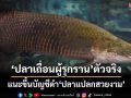 ปลาแปลกสวยงาม‘ปลาเถื่อนผู้รุกราน’ตัวจริง ต้องขึ้นบัญชีดำ ผิดกฎหมายทั้งห่วงโซ่